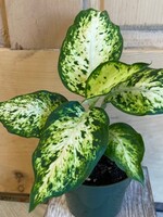 4” Dieffenbachia Aimee