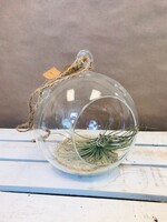 Terrarium with Air Plant
