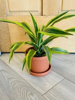 6'' Dracaena Lemon Lime