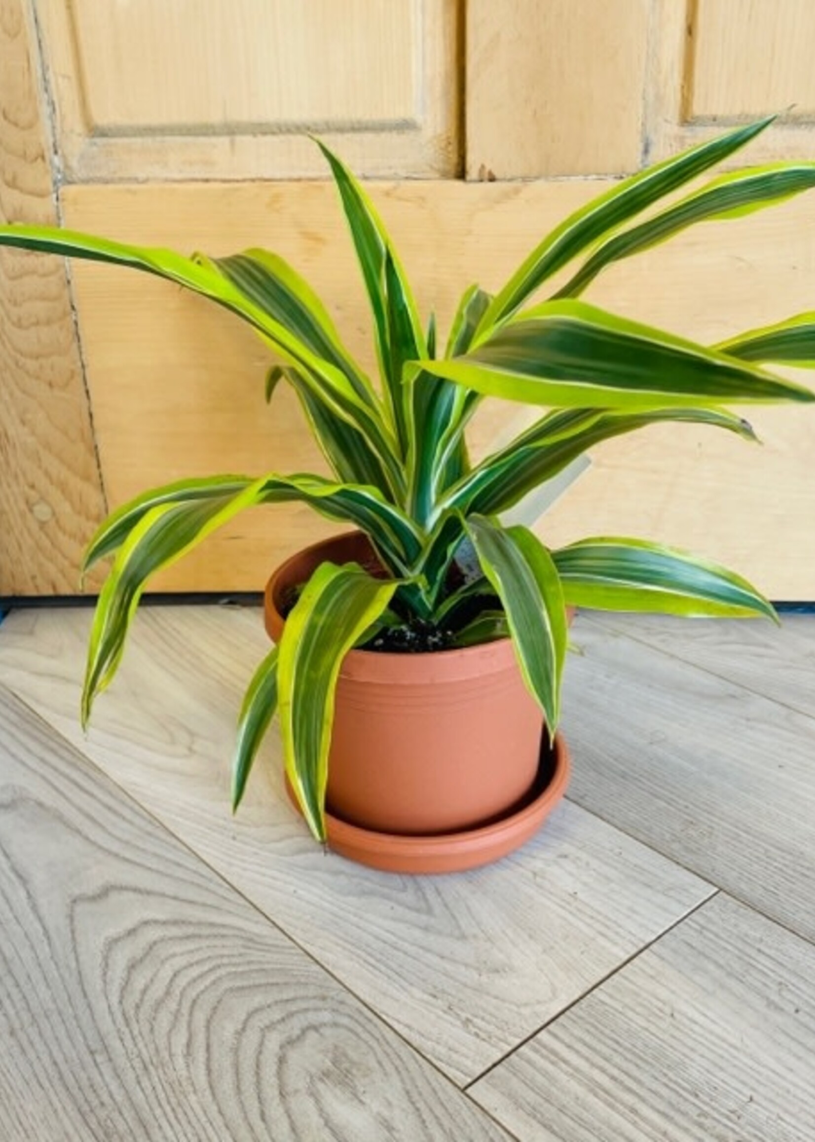 6'' Dracaena Lemon Lime