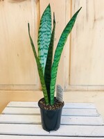 4'' Sansevieria Laurentii