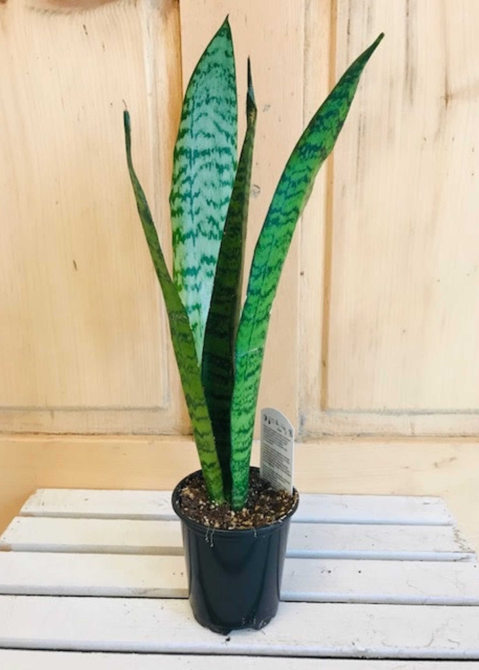 4'' Sansevieria Laurentii