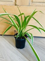 4'' Zebra Grass