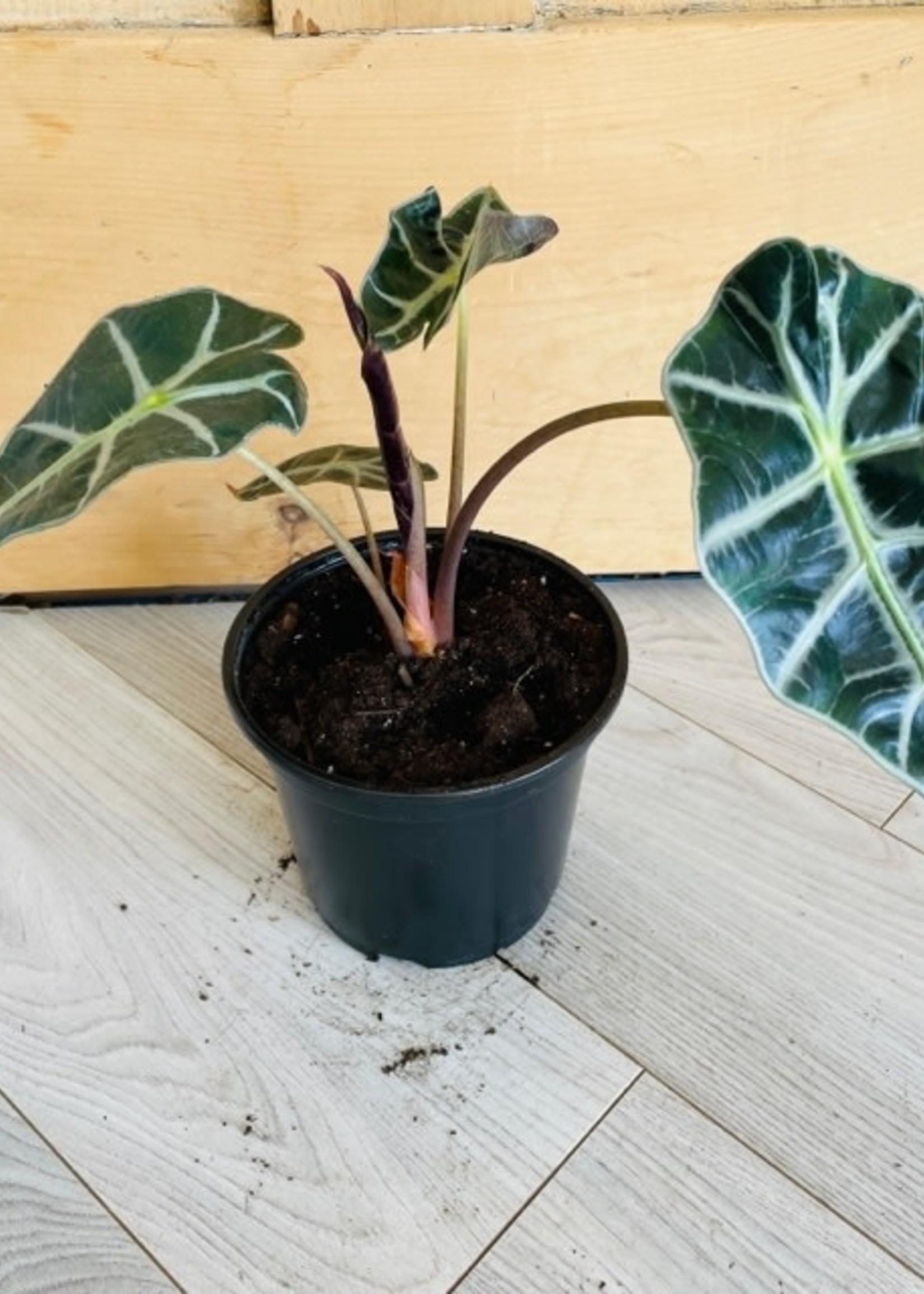 6'' Alocasia Polly