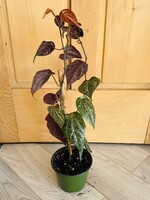 6'' Piper Crocatum