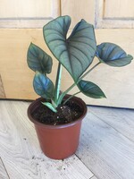 6” Alocasia Bisma