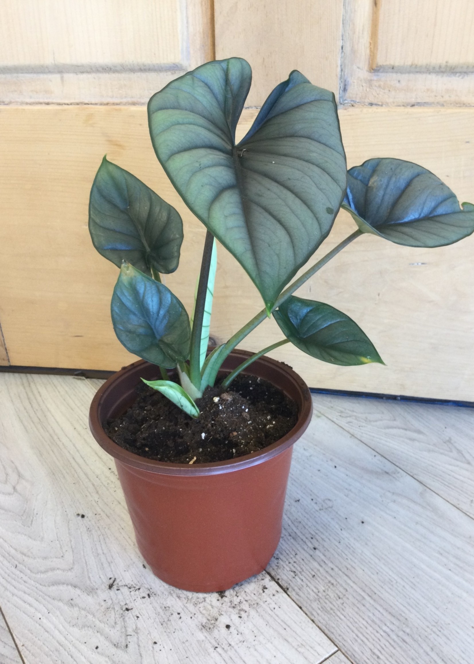 6” Alocasia Bisma
