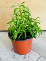 6’’ Peperomia Happy Bean - Reduced