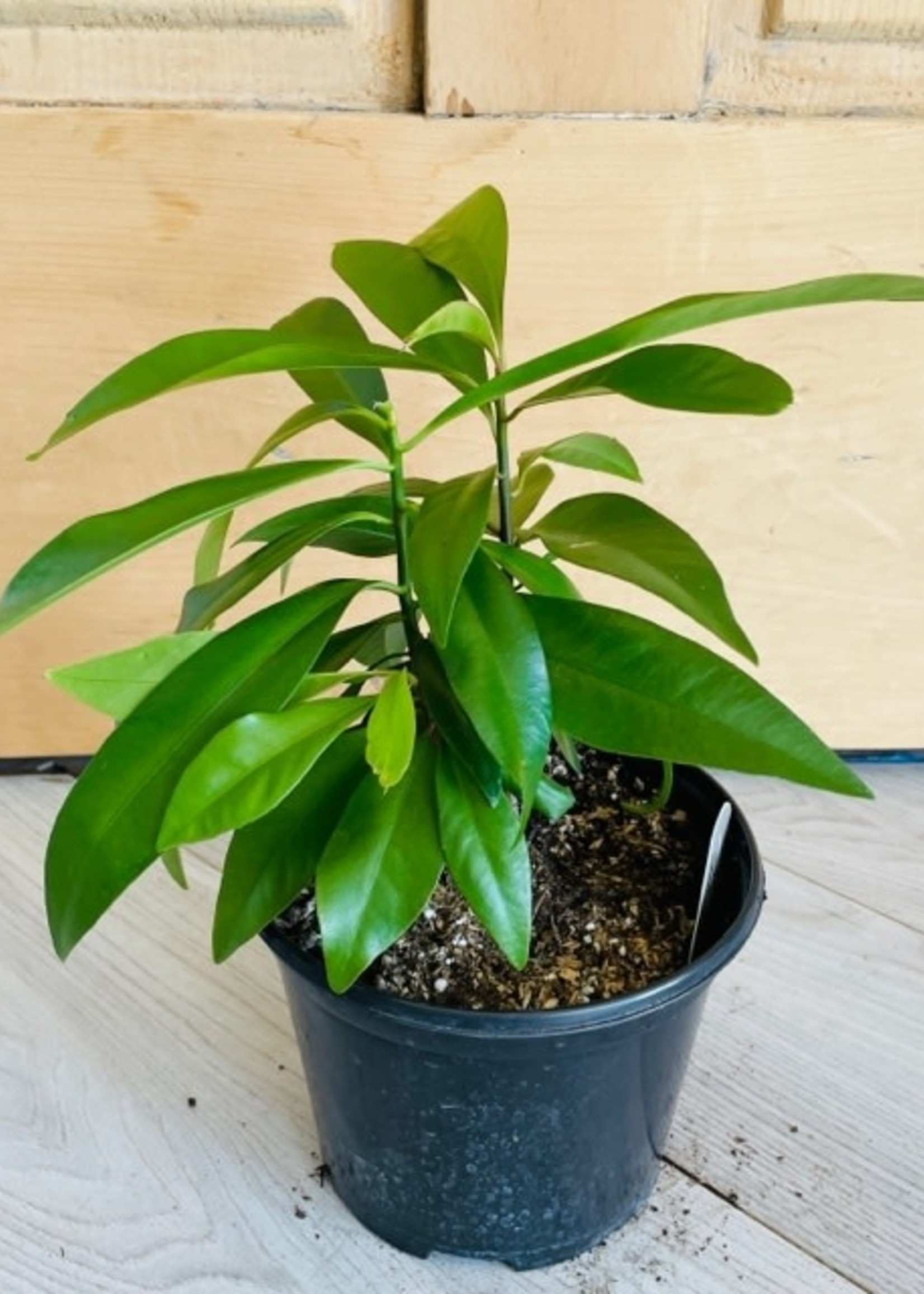 6’’ Ardisia Humilis (Shoebutton Plant)