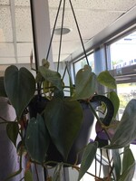 6’’ Heartleaf Philodendron Hanging Basket