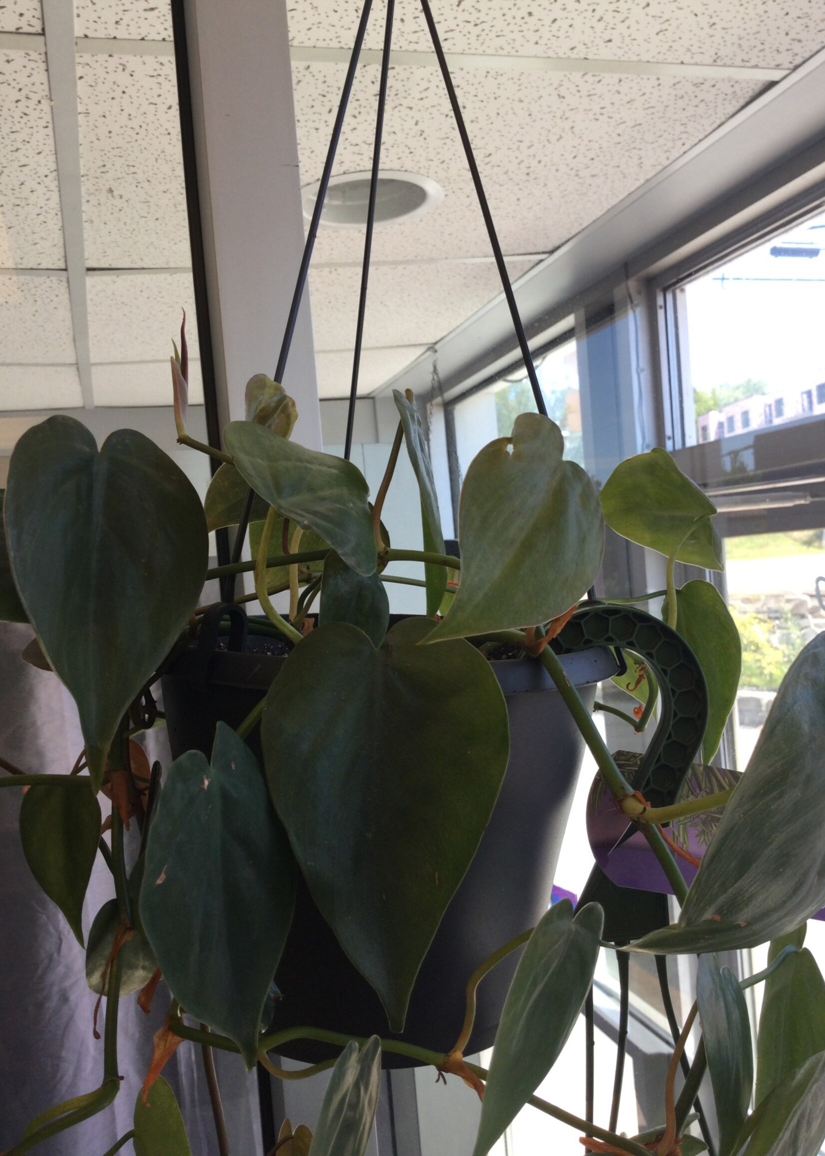 6’’ Heartleaf Philodendron Hanging Basket