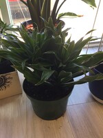8’’ Janet Craig Dracaena