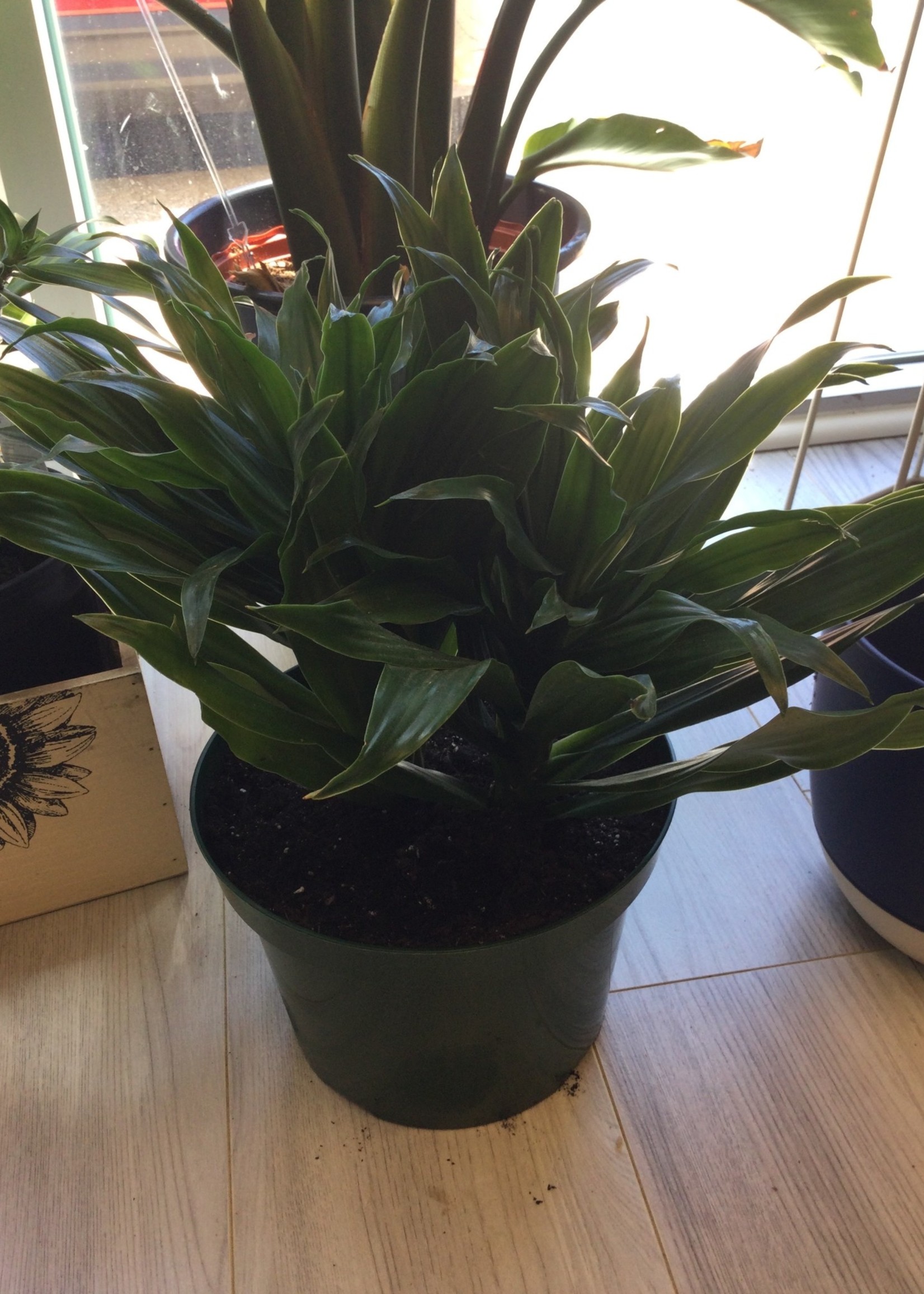 8’’ Janet Craig Dracaena