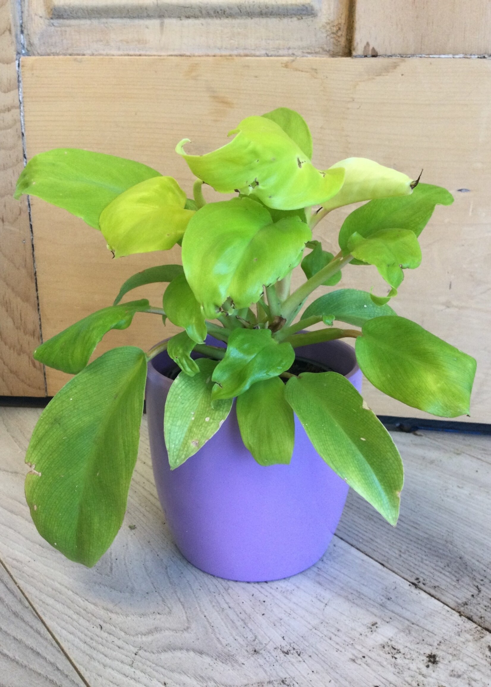 6’’ Ceylon Beauty