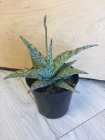 4’’ Christmas Aloe