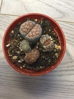 2.5’’ Living Stones (Lithops) - REDUCED