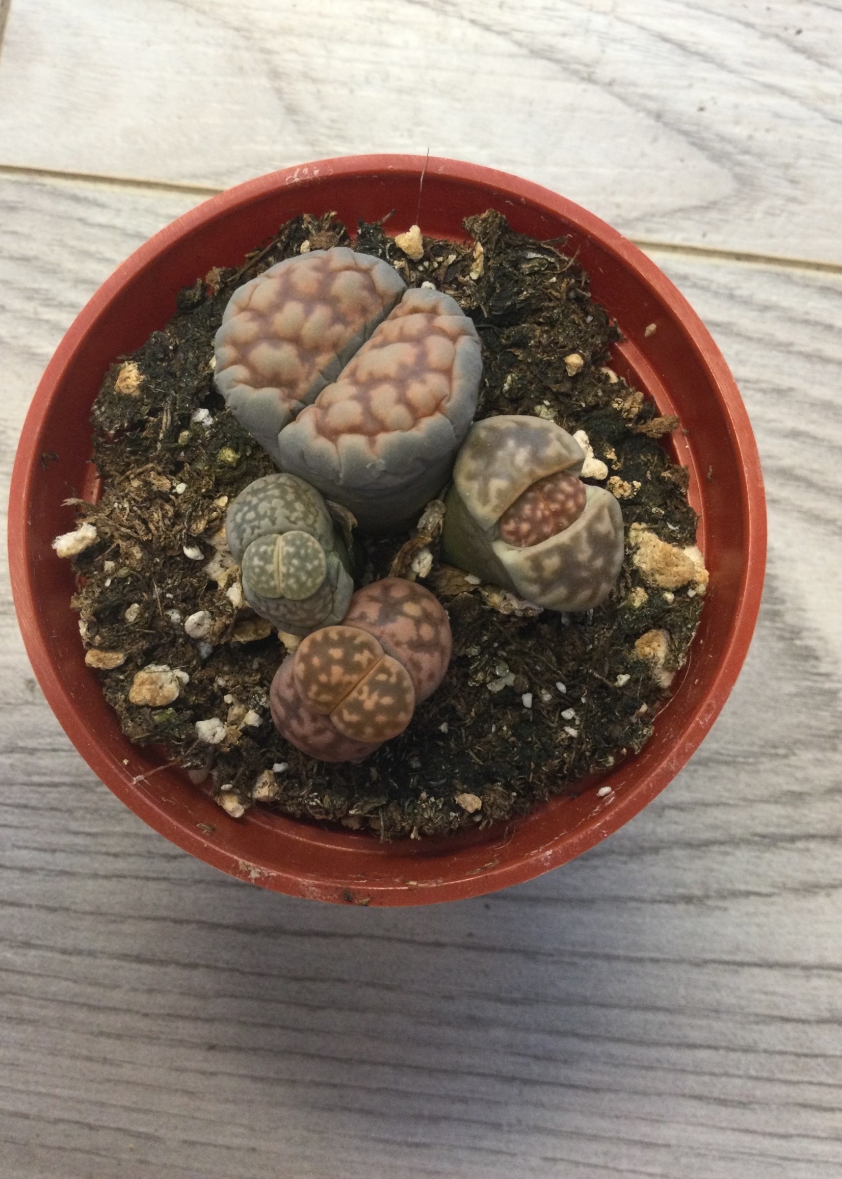 2.5’’ Living Stones (Lithops) - REDUCED