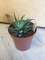 3.5’’ Haworthia