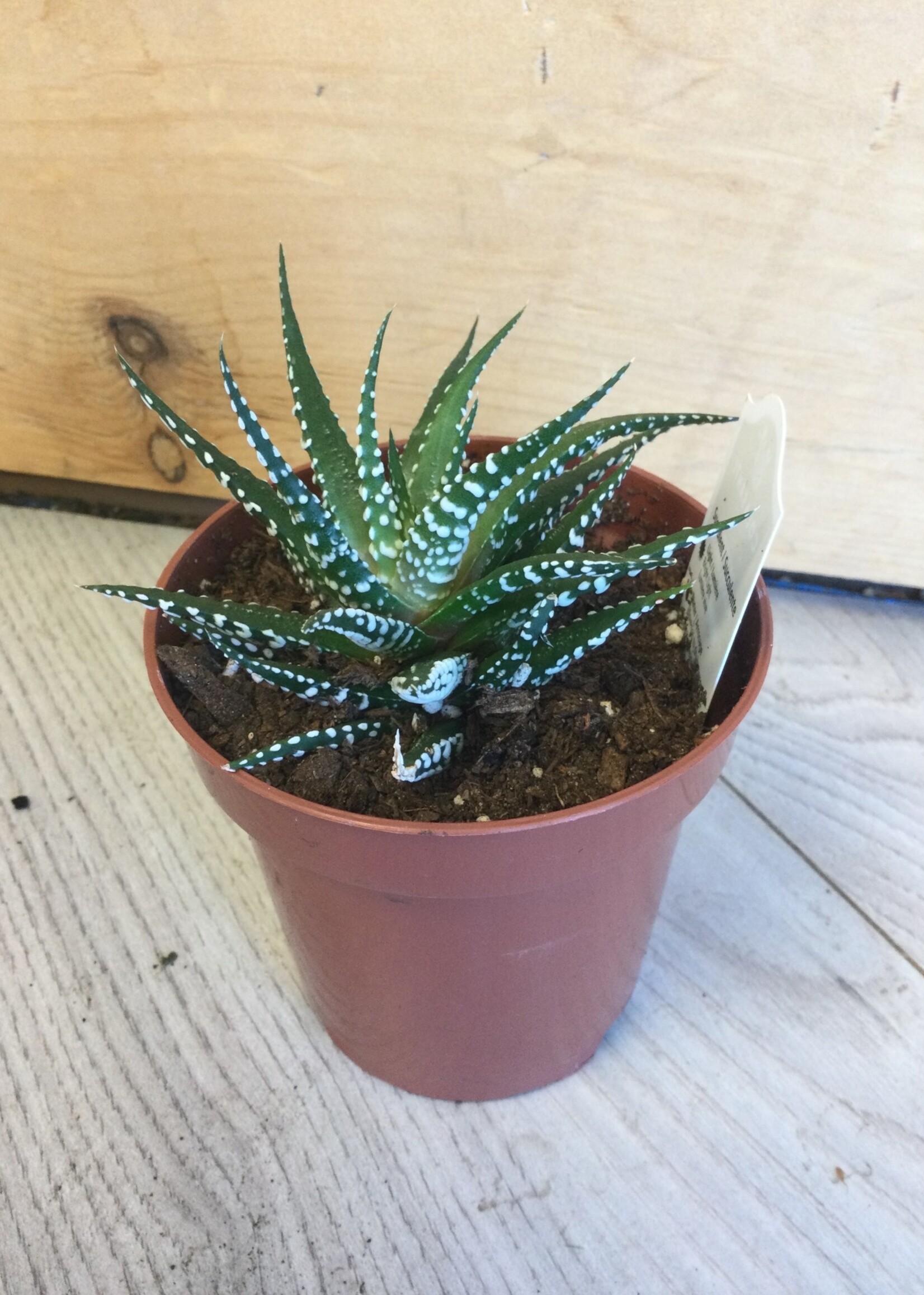 3.5’’ Haworthia