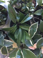 4’’ Assorted Hoya