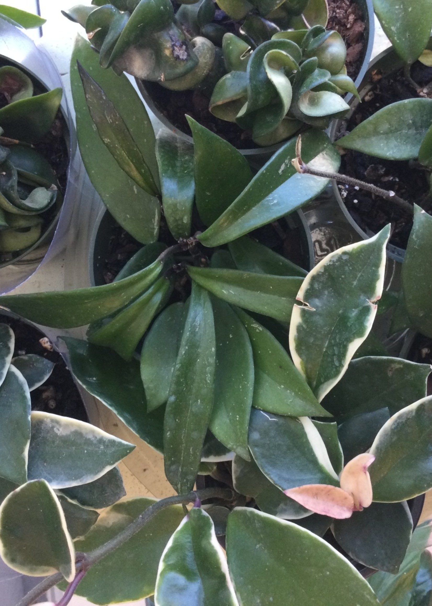 4’’ Assorted Hoya
