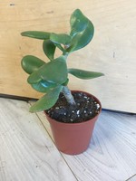 3.5’’ Jade