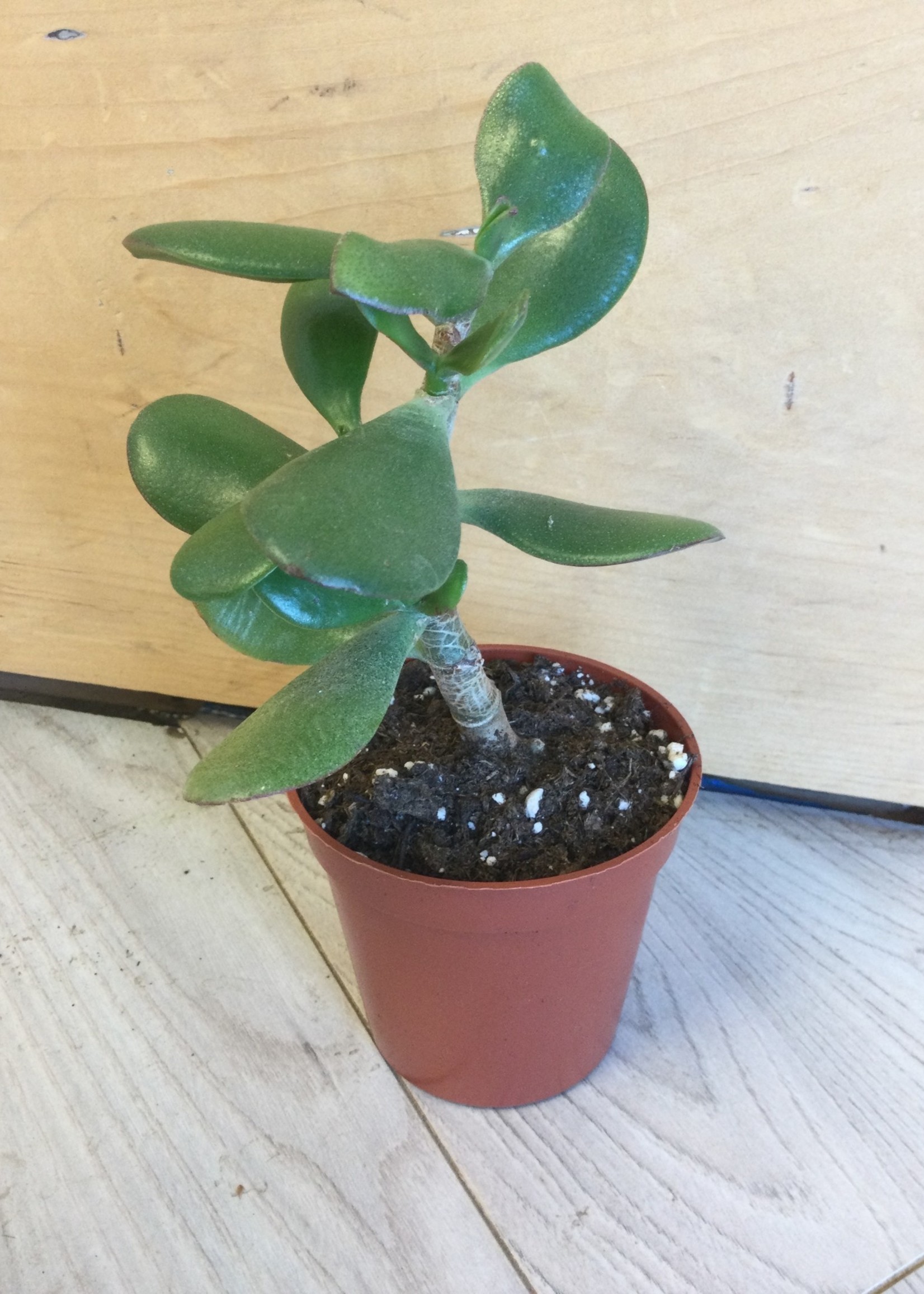 3.5’’ Jade