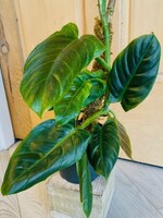6’’ Philodendron Subhastatum with Moss Pole REDUCED