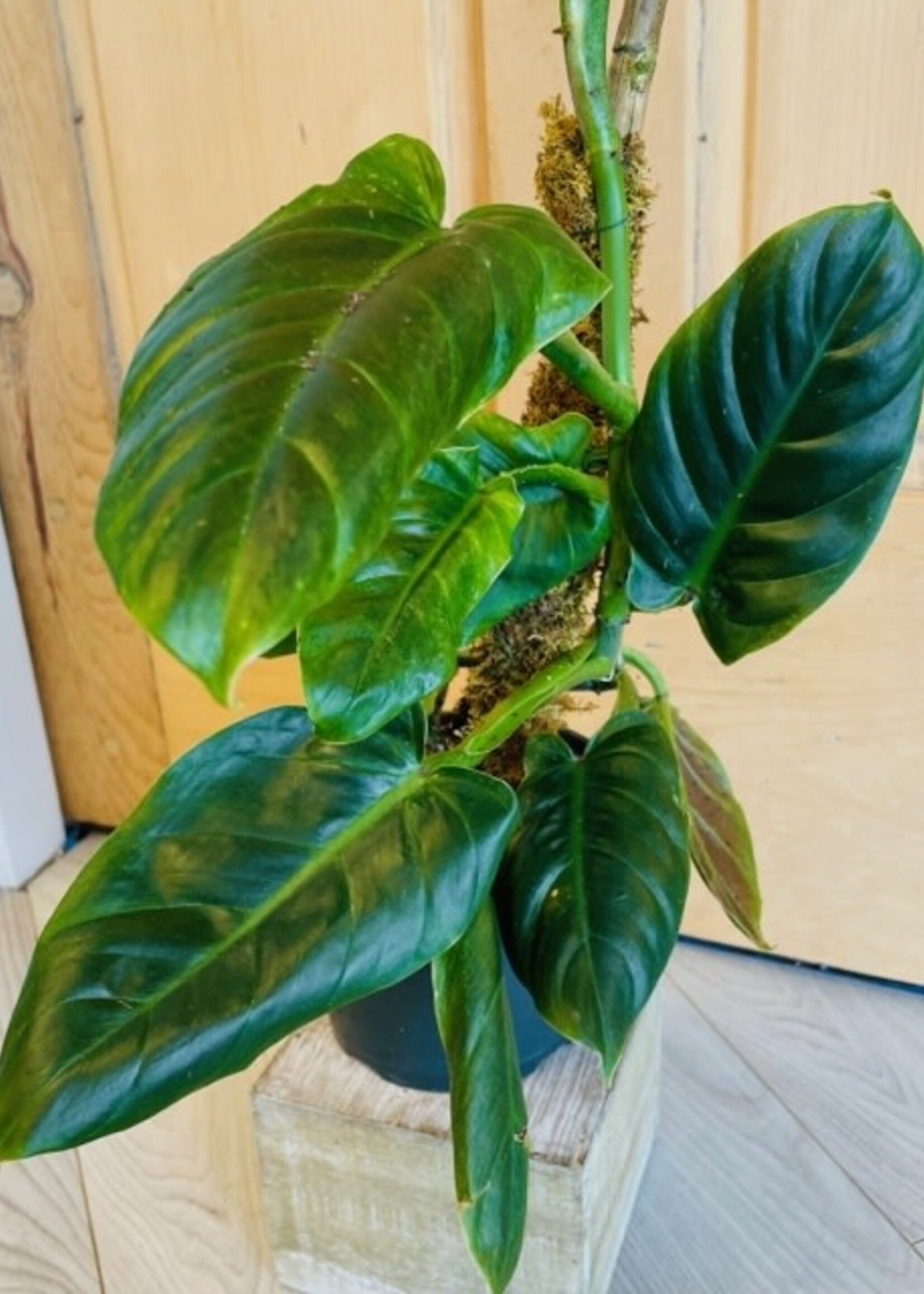 6’’ Philodendron Subhastatum with Moss Pole REDUCED