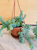 4’’ String of Burritos Hanging Basket