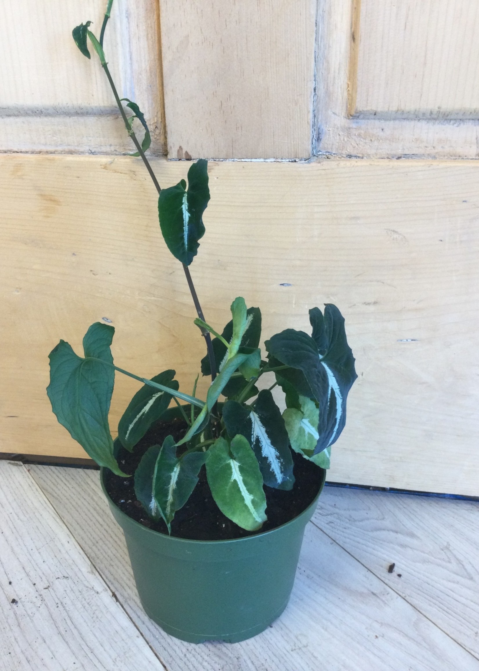 6’’ Syngonium Wendlandii
