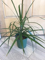 6’’ Dracaena Marginata