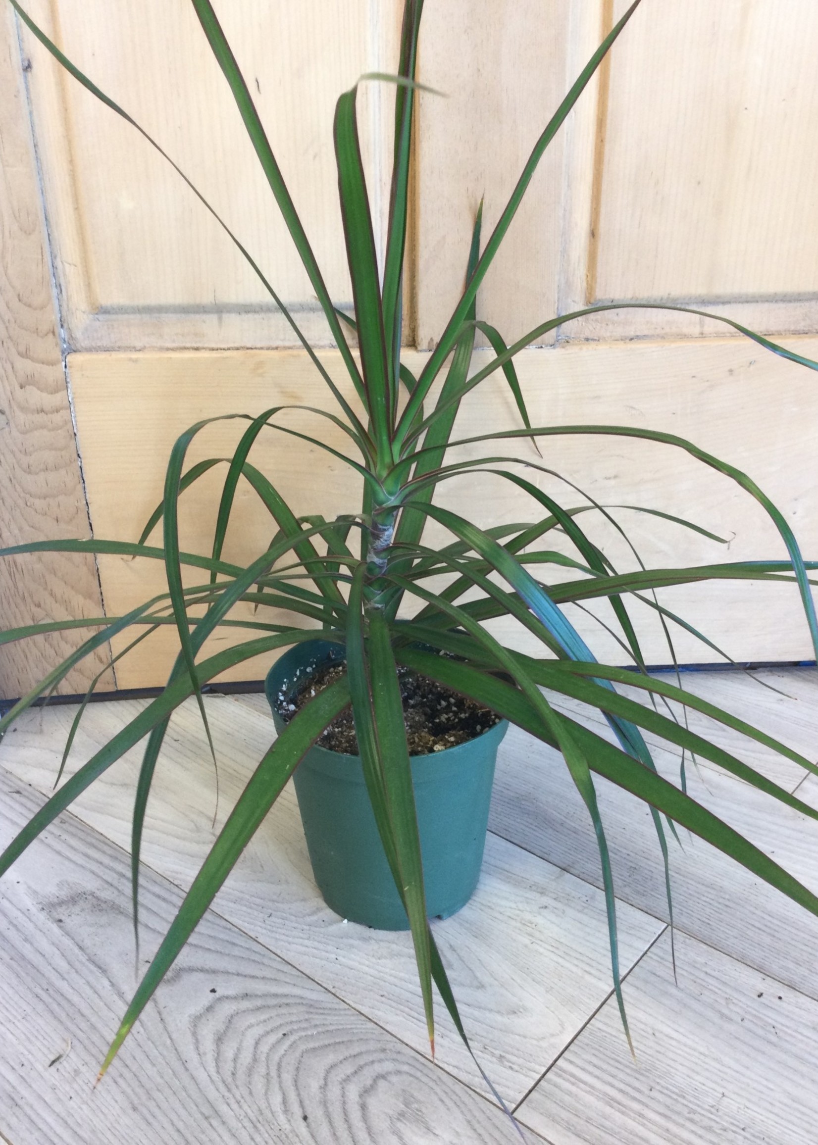 6’’ Dracaena Marginata