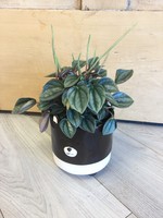 4’’ Peperomia Frost