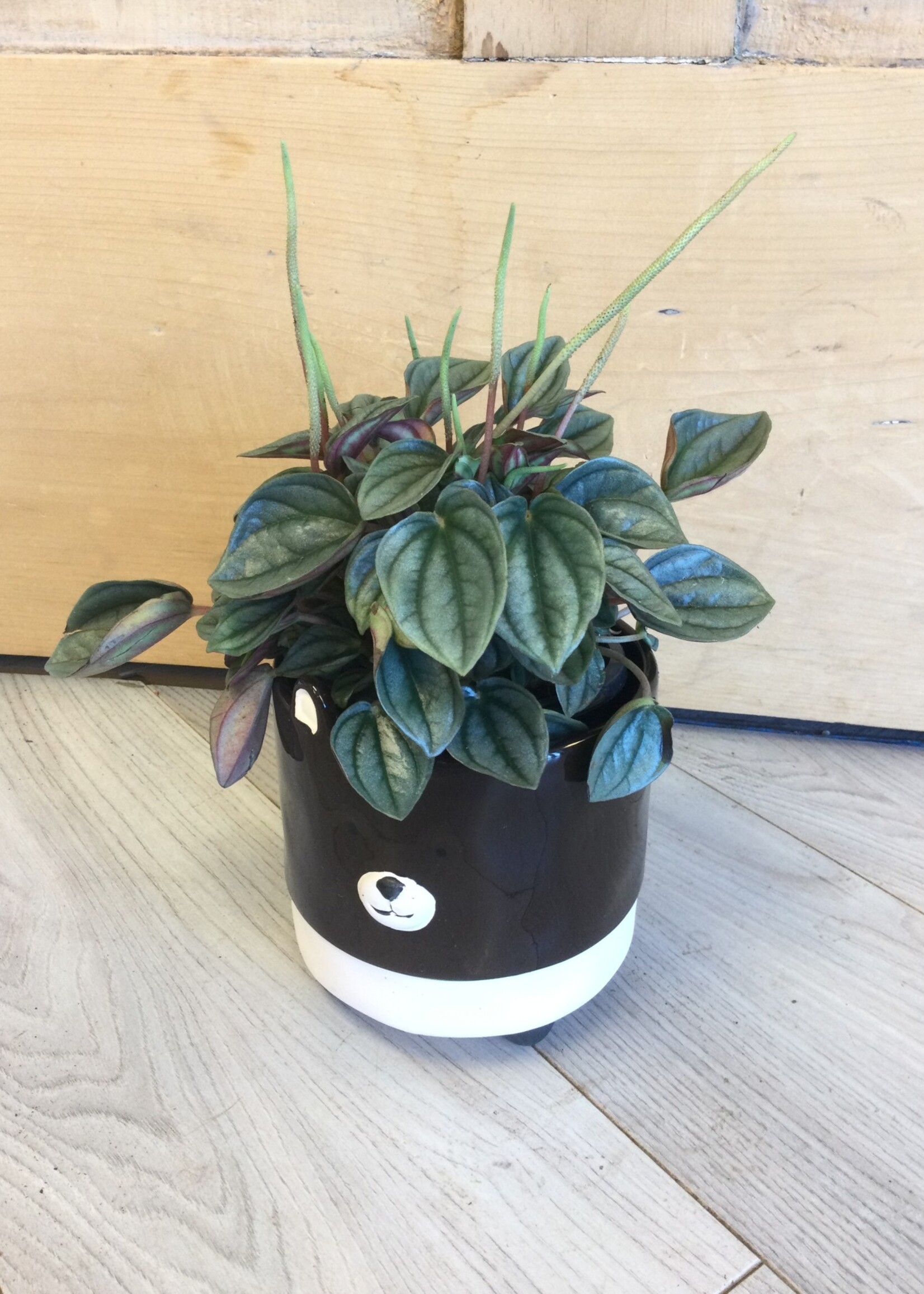 4’’ Peperomia Frost