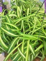 6’’ Curly Spider Plant Hanging Basket