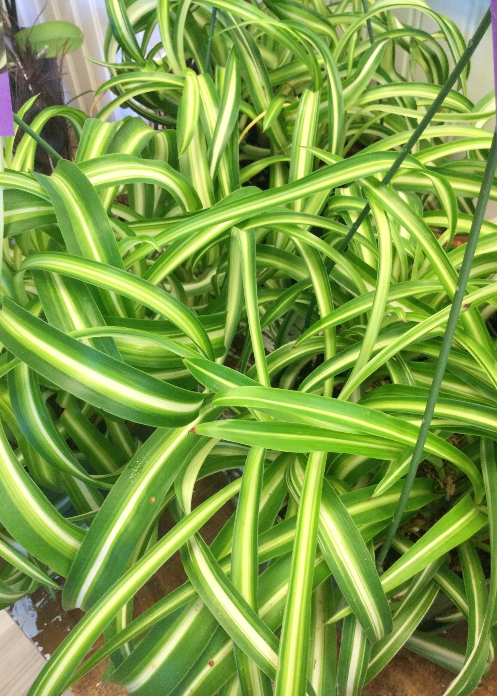 6’’ Curly Spider Plant Hanging Basket