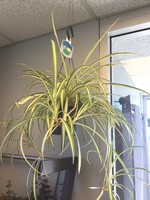 6’’ Spider Plant