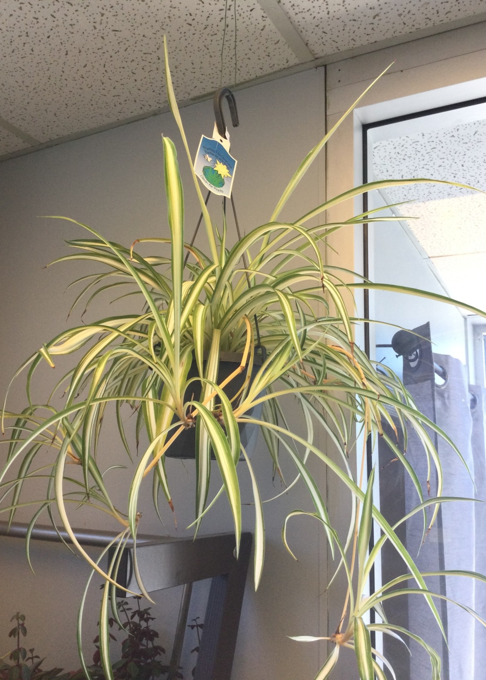 6’’ Spider Plant