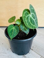 6’’ Anthurium Clarinervium