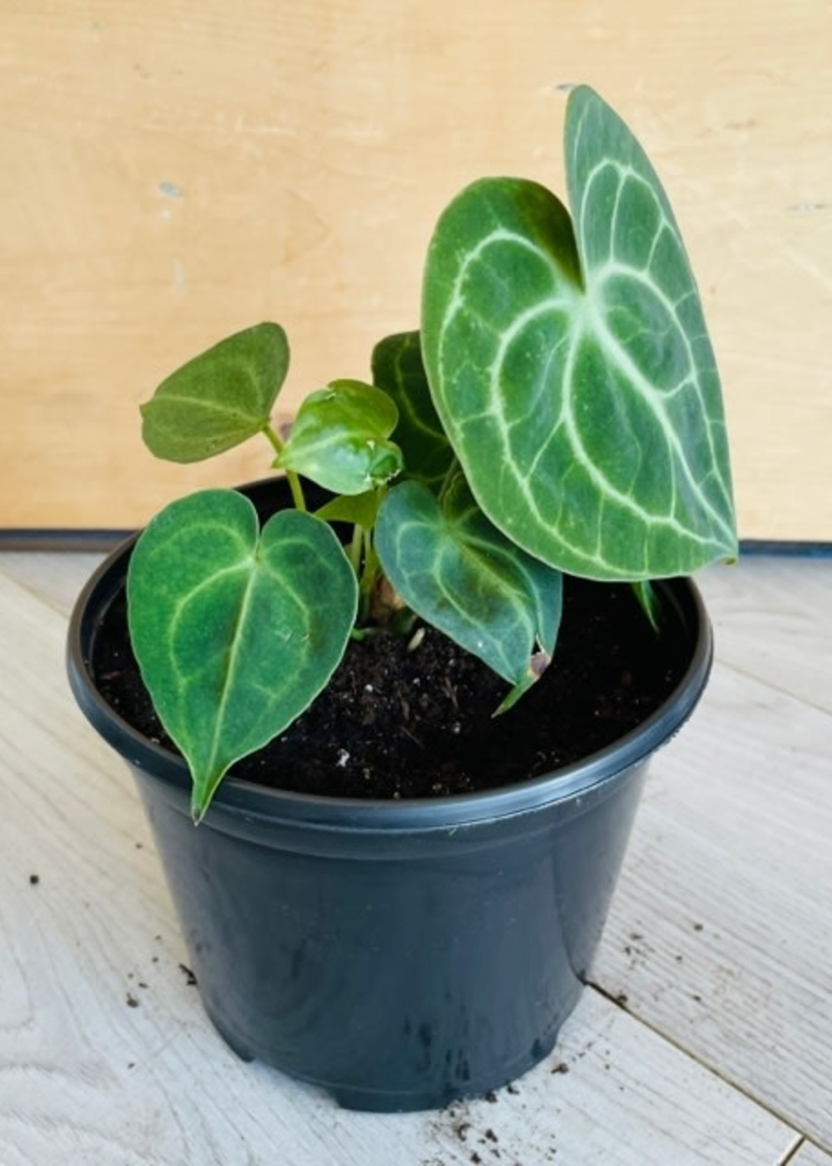 6’’ Anthurium Clarinervium