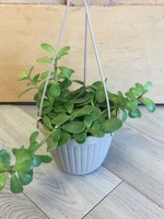 6’’ Trailing Jade Hanging Basket