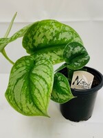 4” Satin Pothos