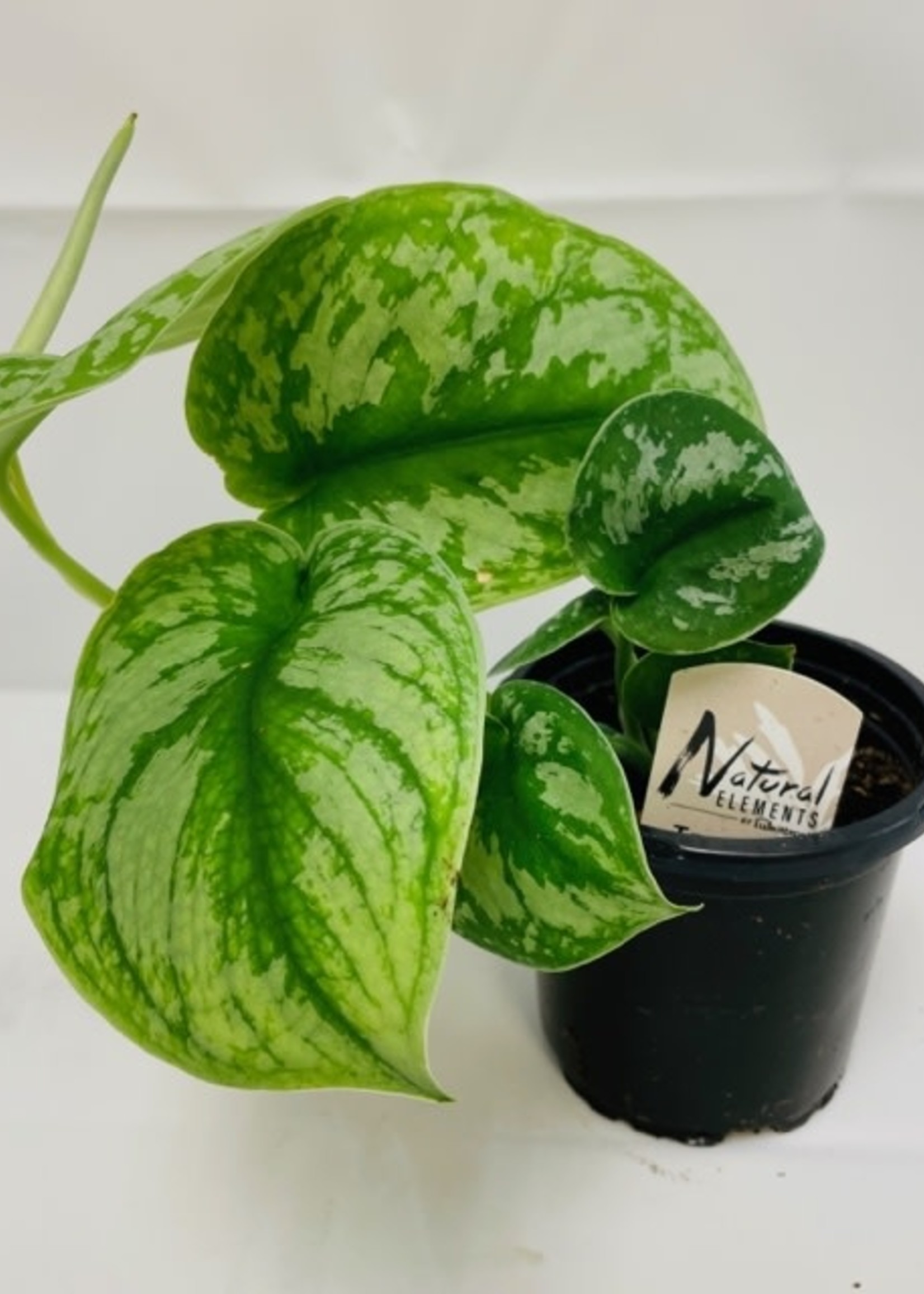 4” Satin Pothos