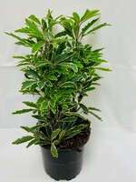 4” Varigated False Aralia