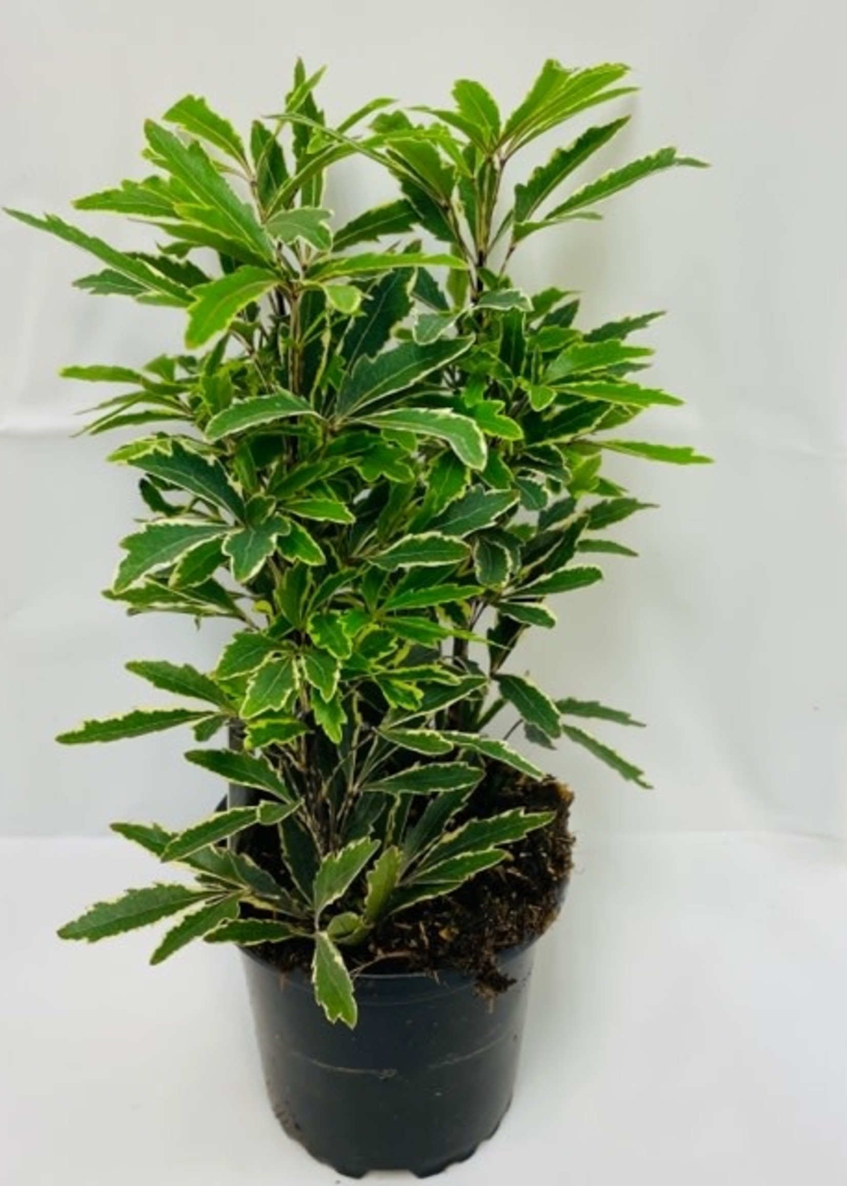 4” Varigated False Aralia