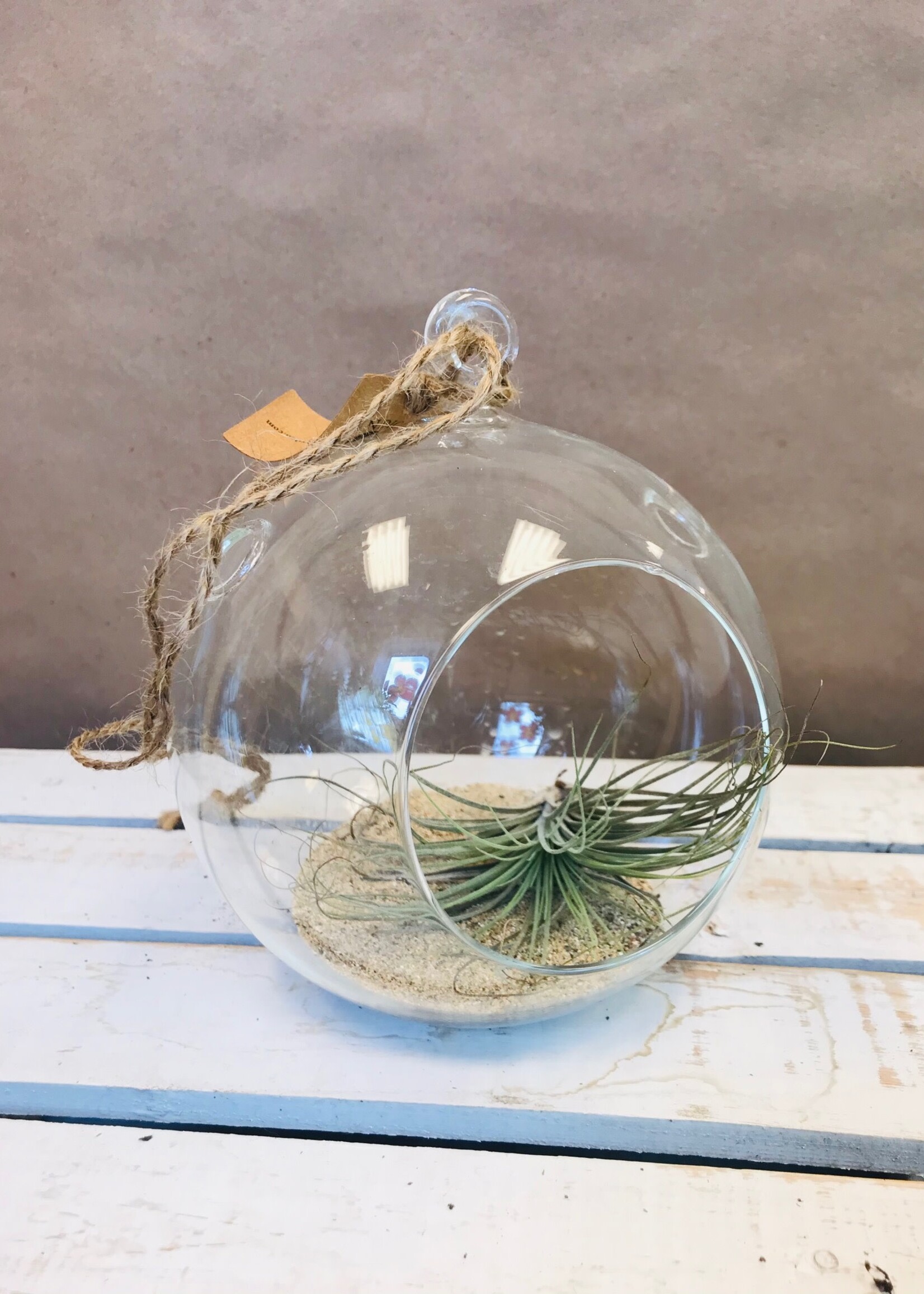 Terrarium with Air Plant