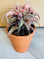 5” Cryptanthus with Clay Pot