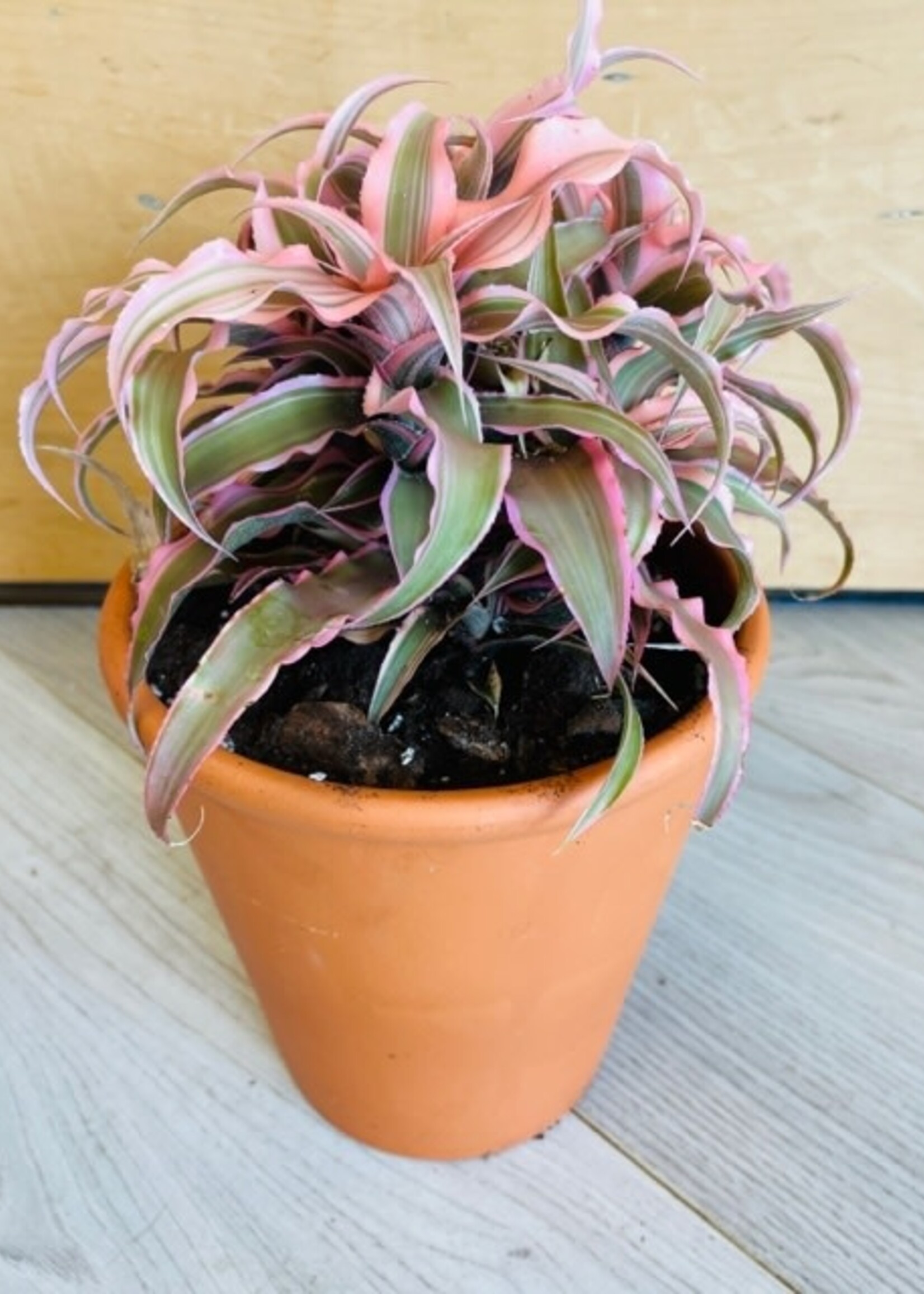 5” Cryptanthus with Clay Pot