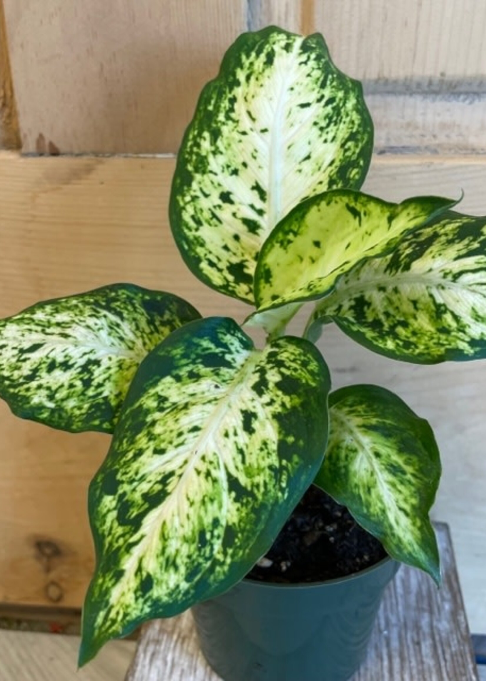 4” Dieffenbachia Aimee